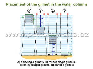 Placement of the gillnet in the water column