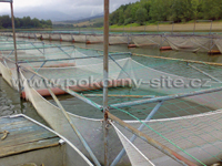 Cage nets for rearing and storing fish