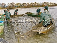 removing fish from the net