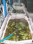 Inset nets for breeding fry