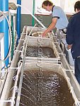Inset nets for breeding fry