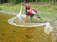 beach seine net