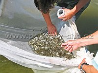 beach seine net